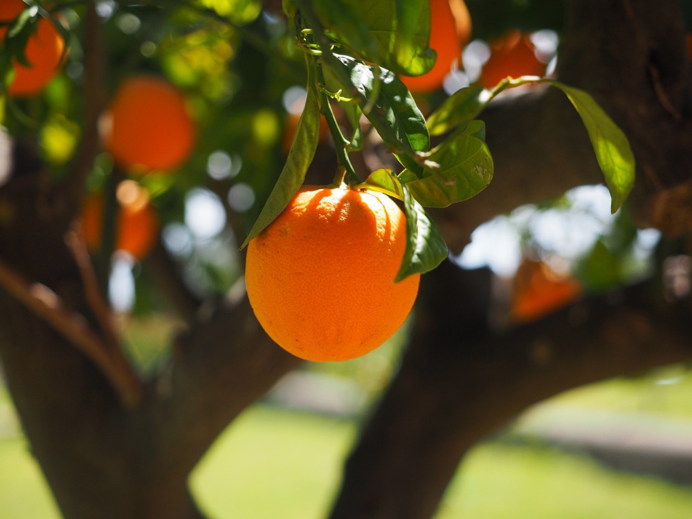 Flambée des prix des oranges : vers une hausse des prix des boissons