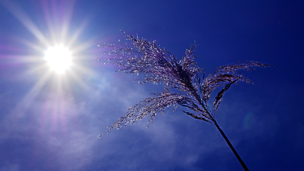 Canicule : la France étouffe sous une chaleur dangereuse