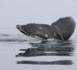 Paul Watson : un défenseur des océans arrêté au Groenland