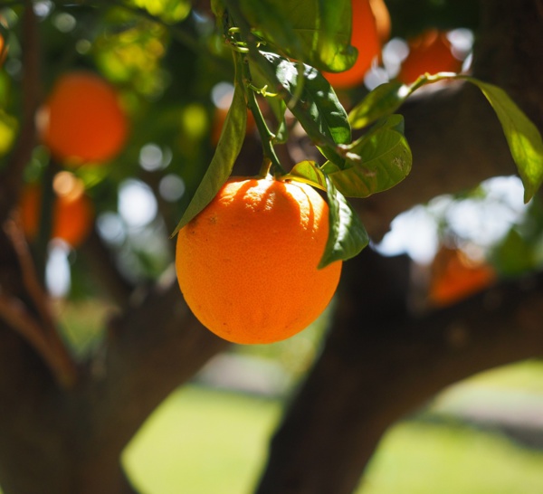 Flambée des prix des oranges : vers une hausse des prix des boissons